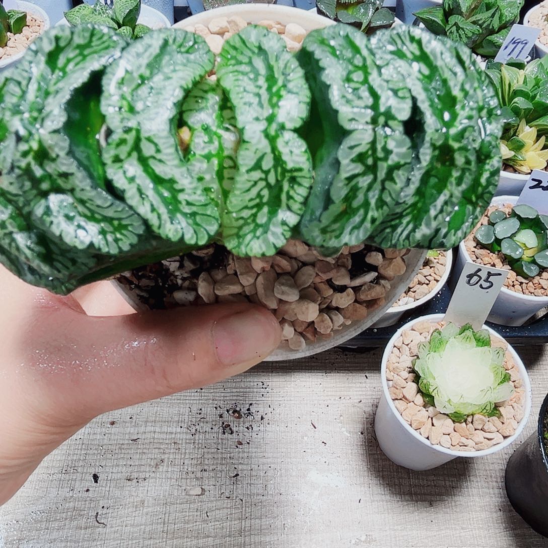 玄武玉扇多肉植物6666