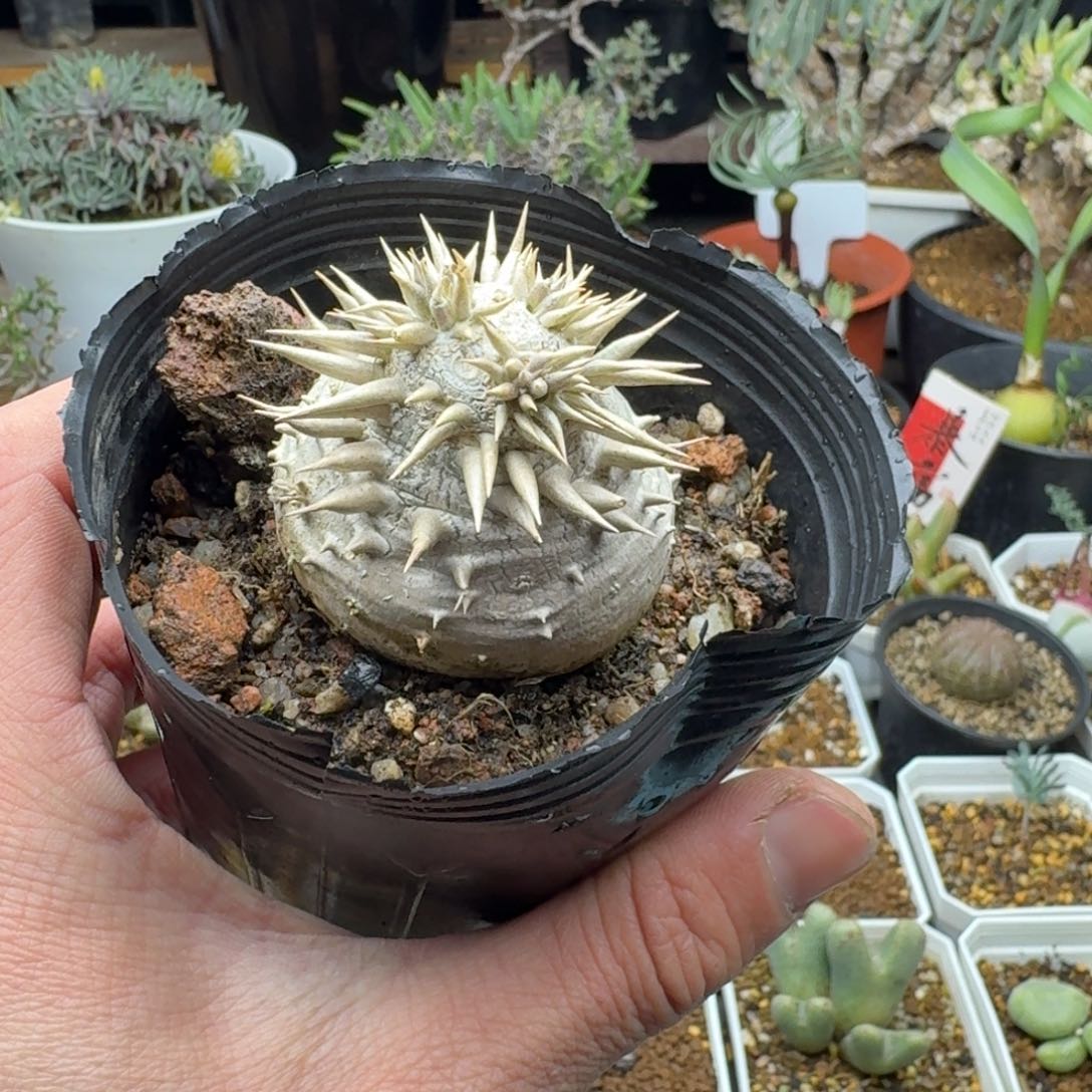 惠比大黑多肉。