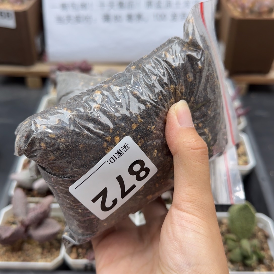 小*镜872土多肉植物