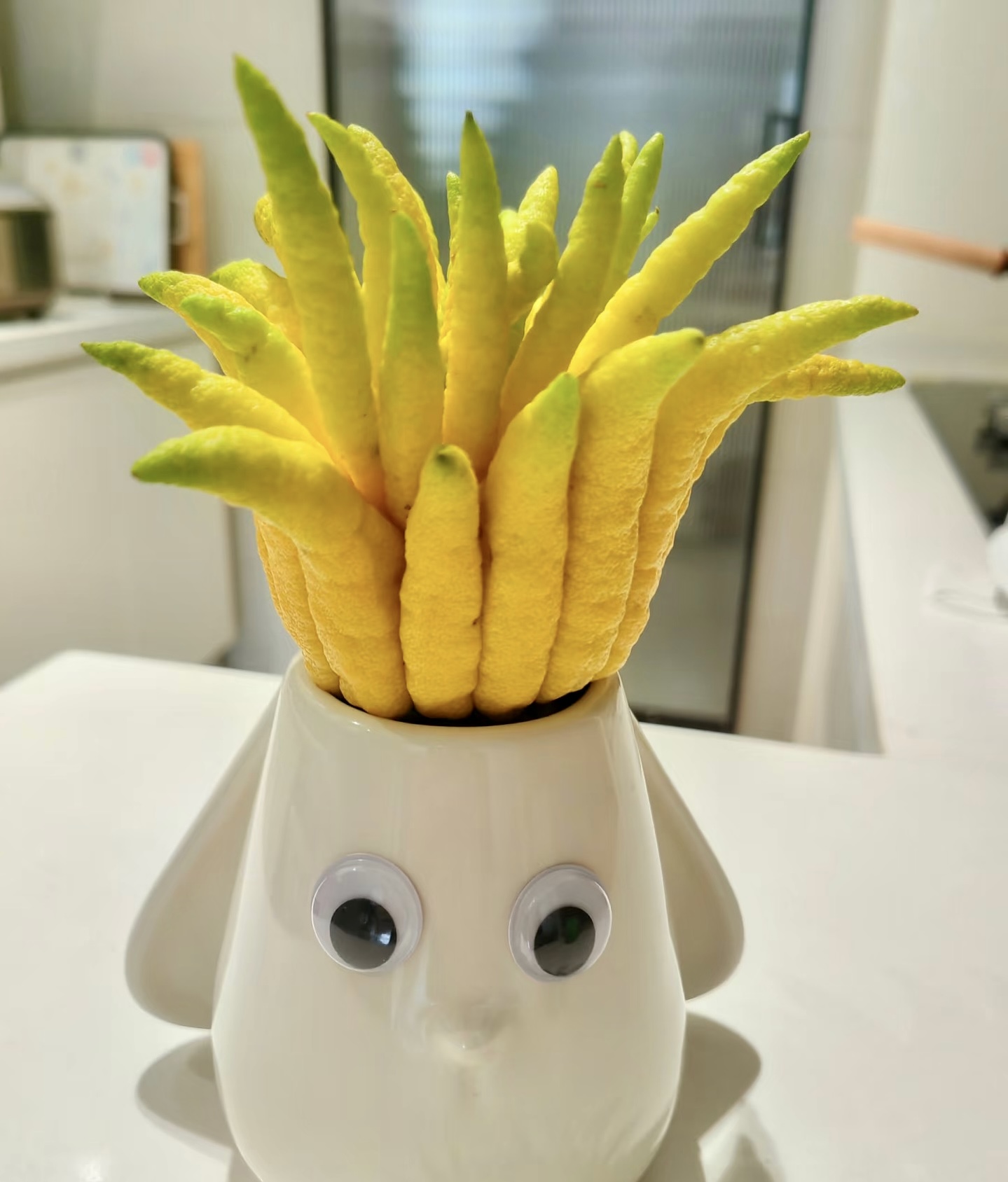 年宵花【卉也丨高山佛手】天然香氛佛手柑福寿果云南基地直发