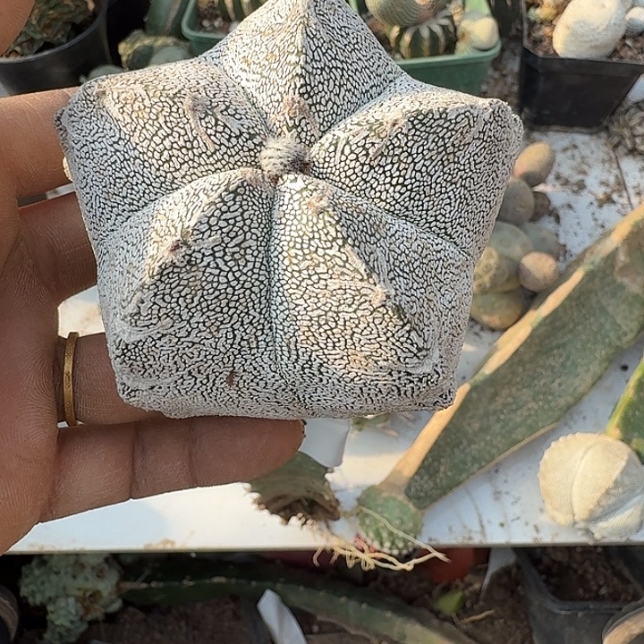 恩冢鸾凤玉仙人球0098 