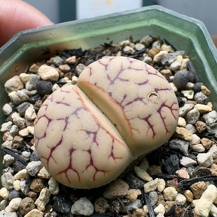 304镇魂石大母本有伤疤带盆土