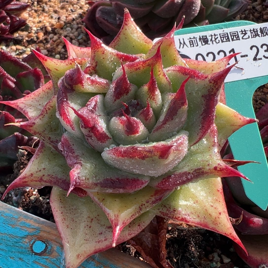 从前慢多肉精选编号0221.23