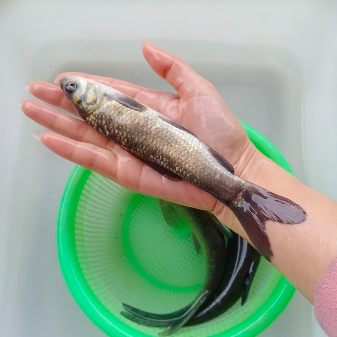 【活体】青鱼螺丝青（4-25cm）观赏鱼淡水鱼冷水鱼