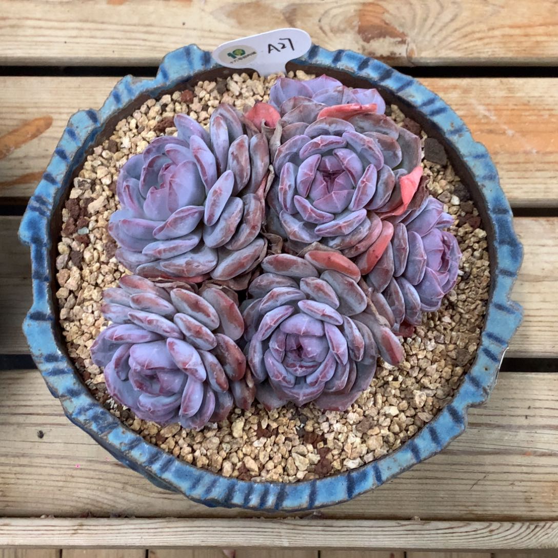 t***fA27 tmjyf 专拍星影老桩