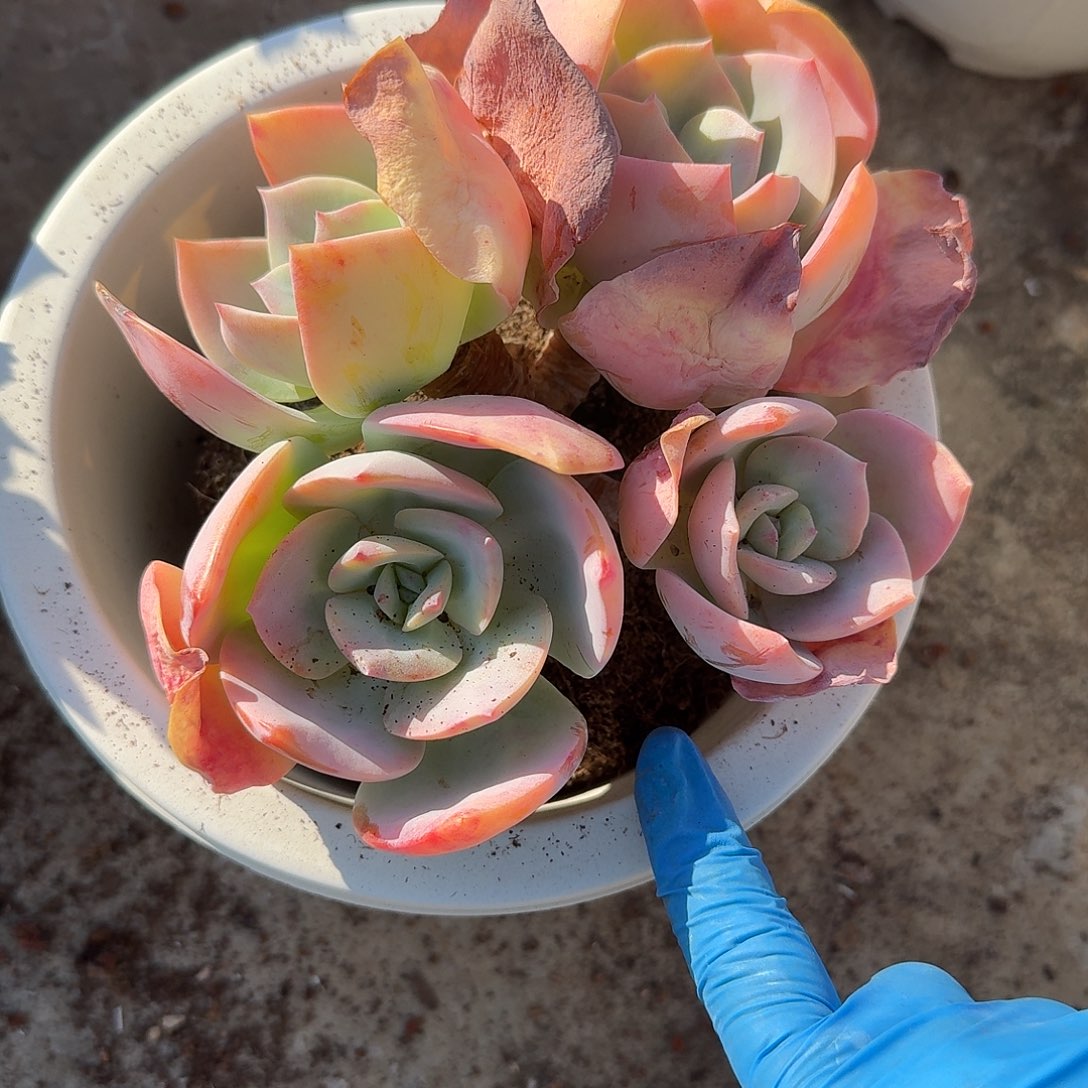 ****妹雪凤多肉植物一颗