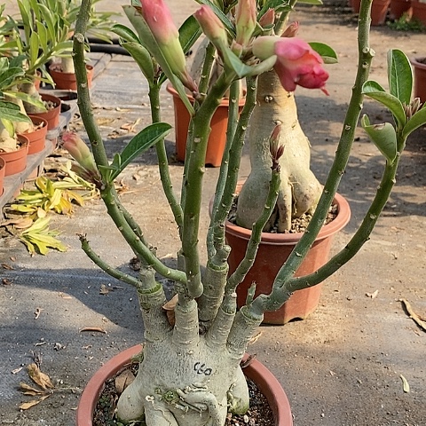 【闪购商品】无花朵小***N