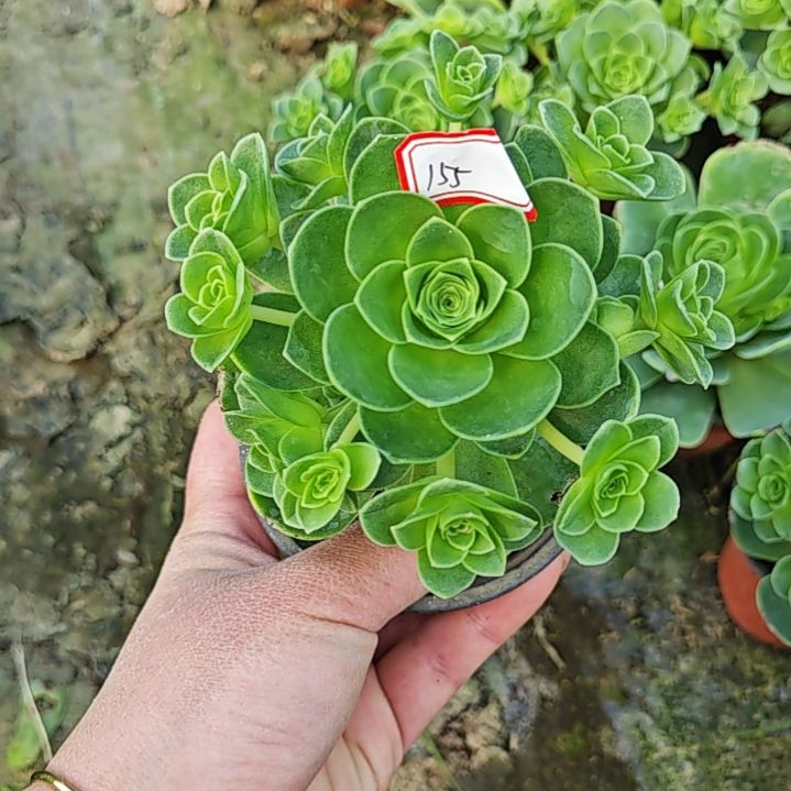 山地玫瑰多肉 155