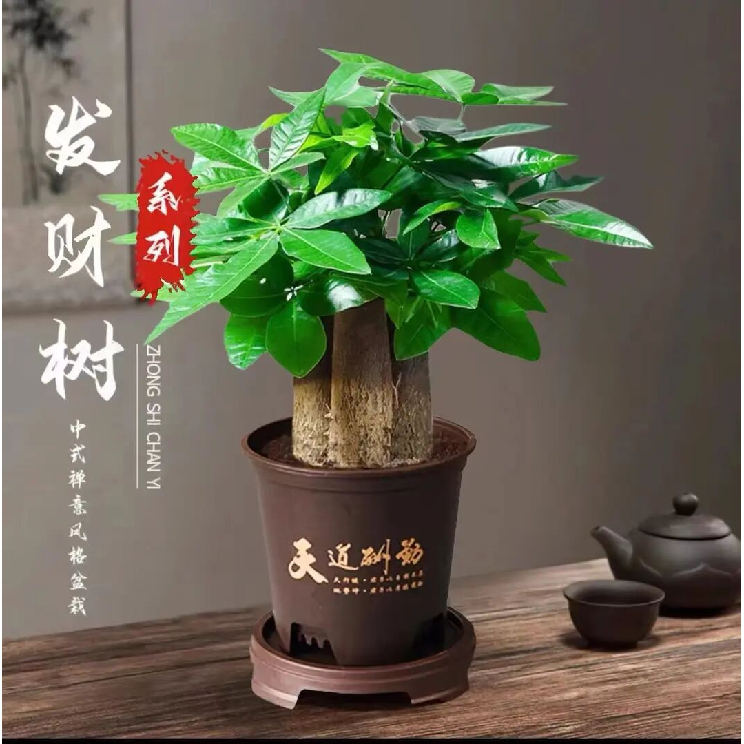 三杆发财树客厅大盆栽2025新款绿植室内开业招财植物四季常青好养