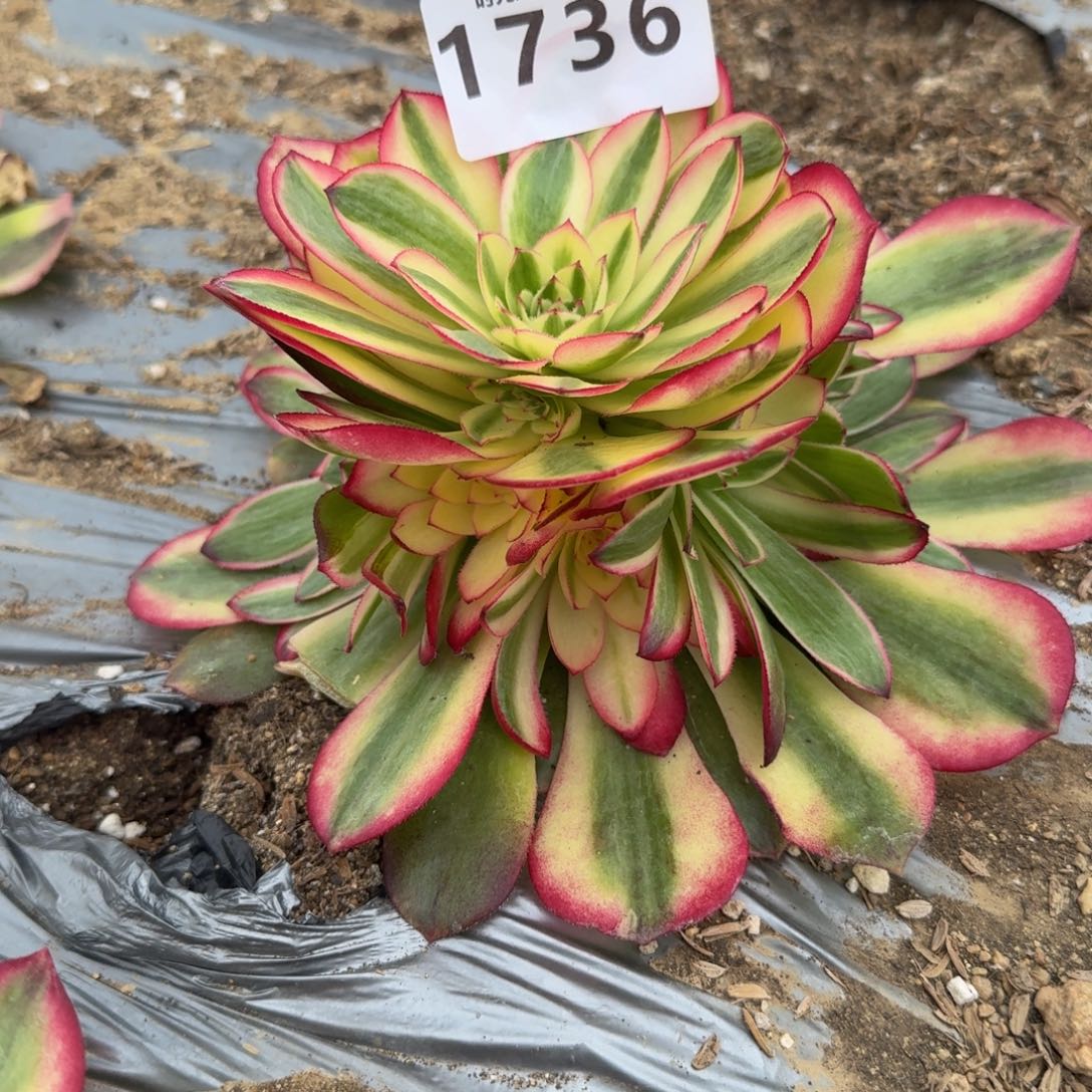 1736荔枝。多肉植物