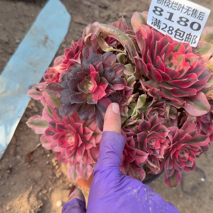 8180三号棚女巫多肉A