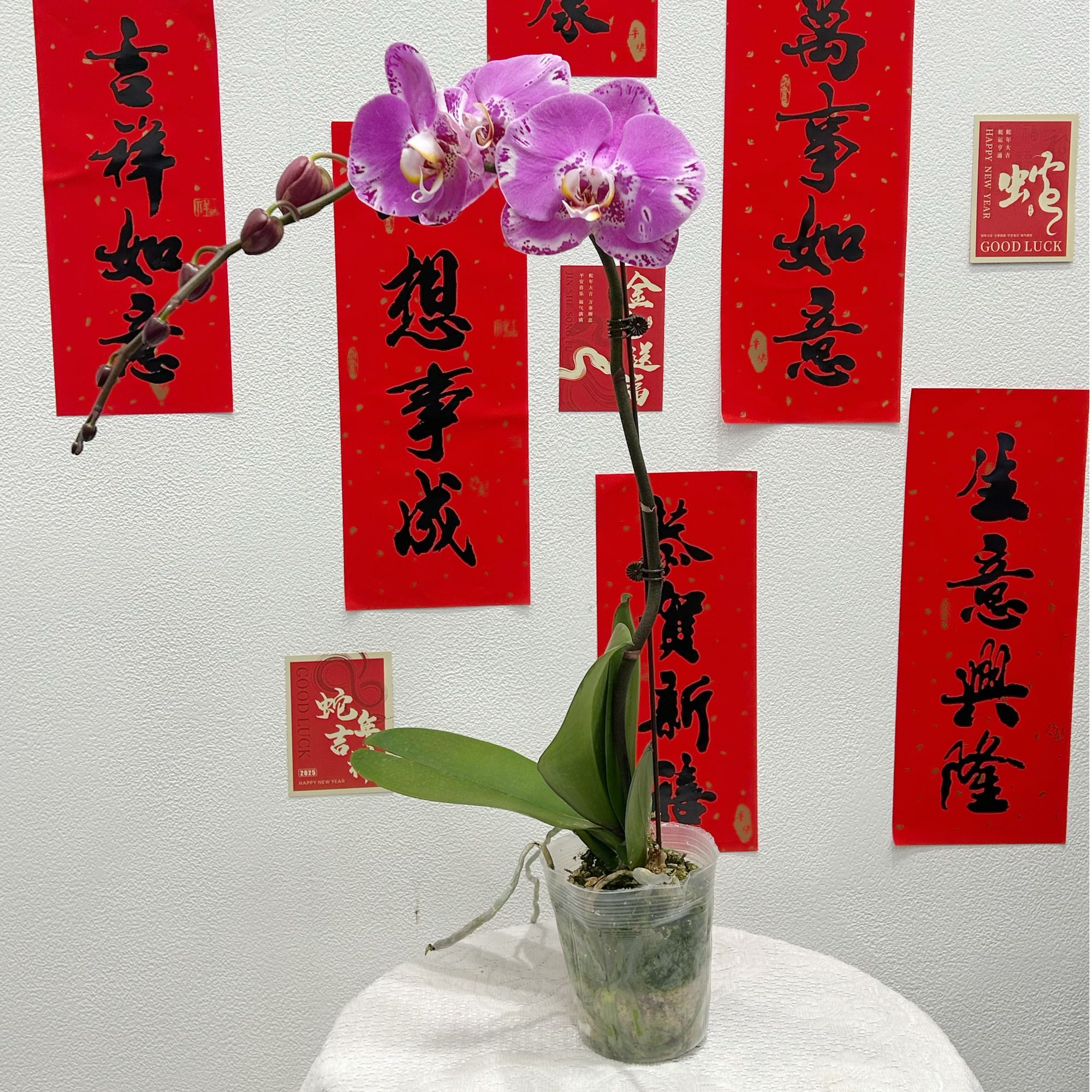 【同城配送 】精选年宵花蝴蝶兰 【藏宝图 】3.5寸