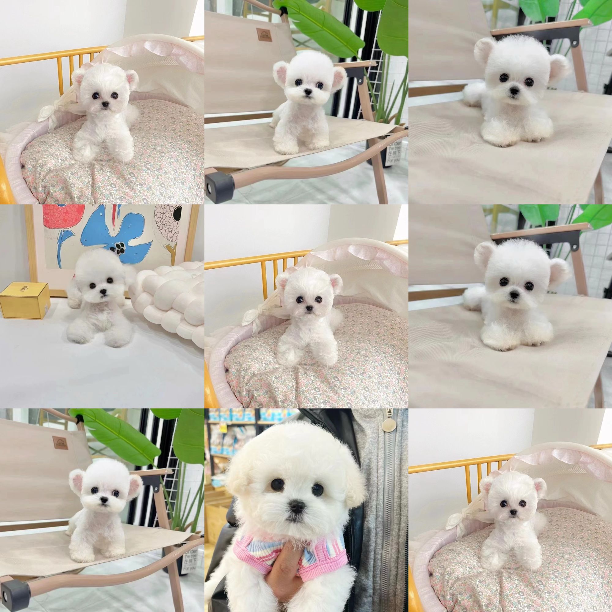 【晴天家的比熊】活体狗狗