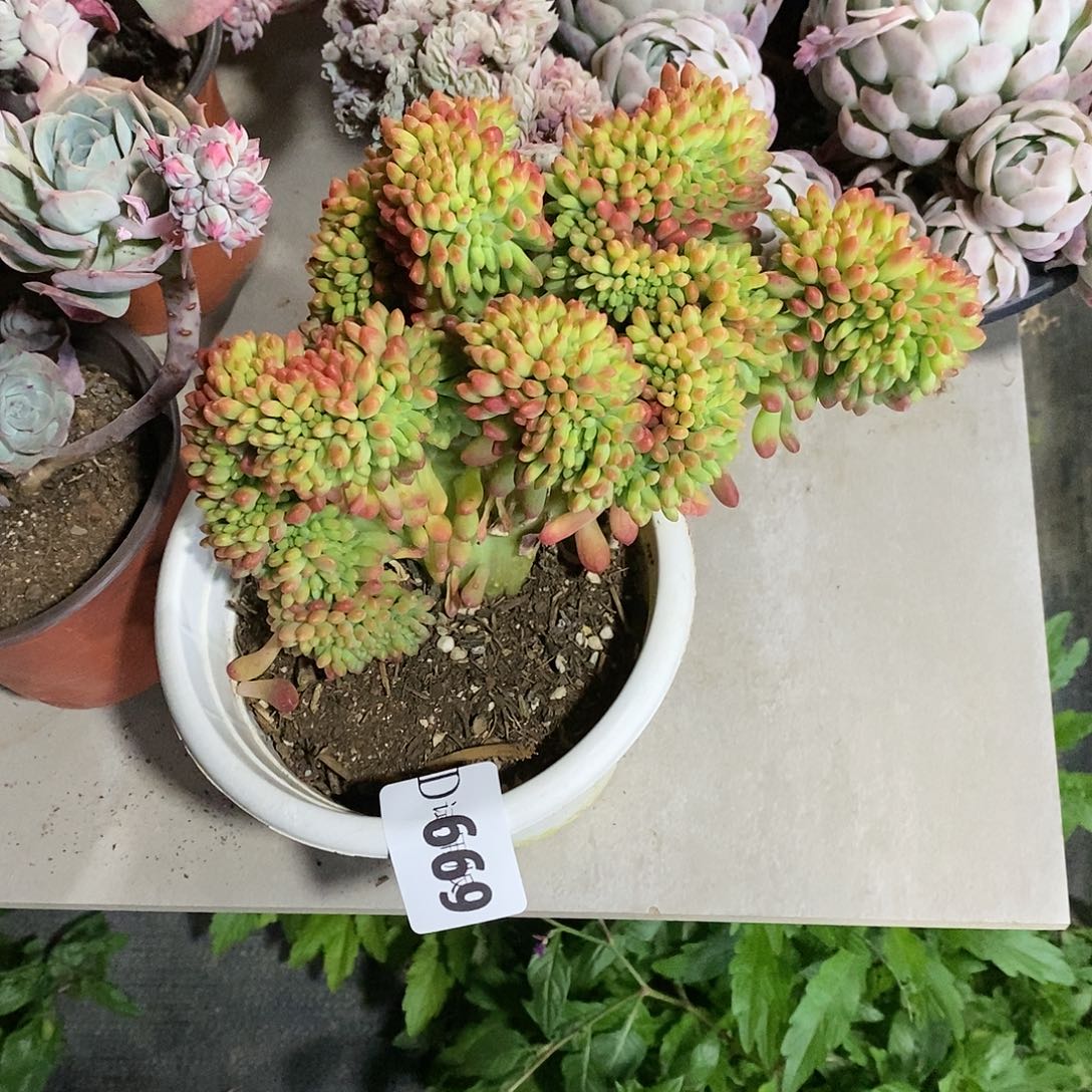忘*草669春萌缀多肉植物