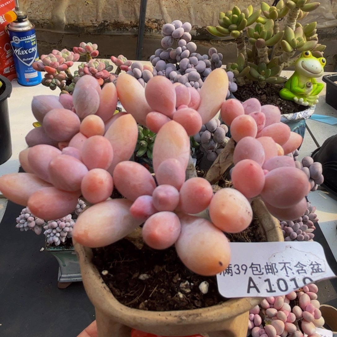 010/10cm香水手指多肉植物