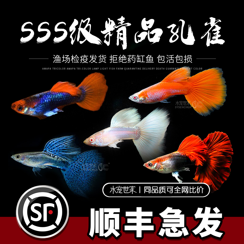 孔雀鱼精品活鱼褶扇天空蓝鸿运当头