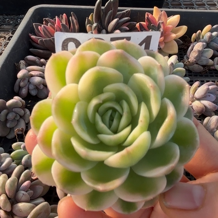 多肉植物满18包邮当场凑单