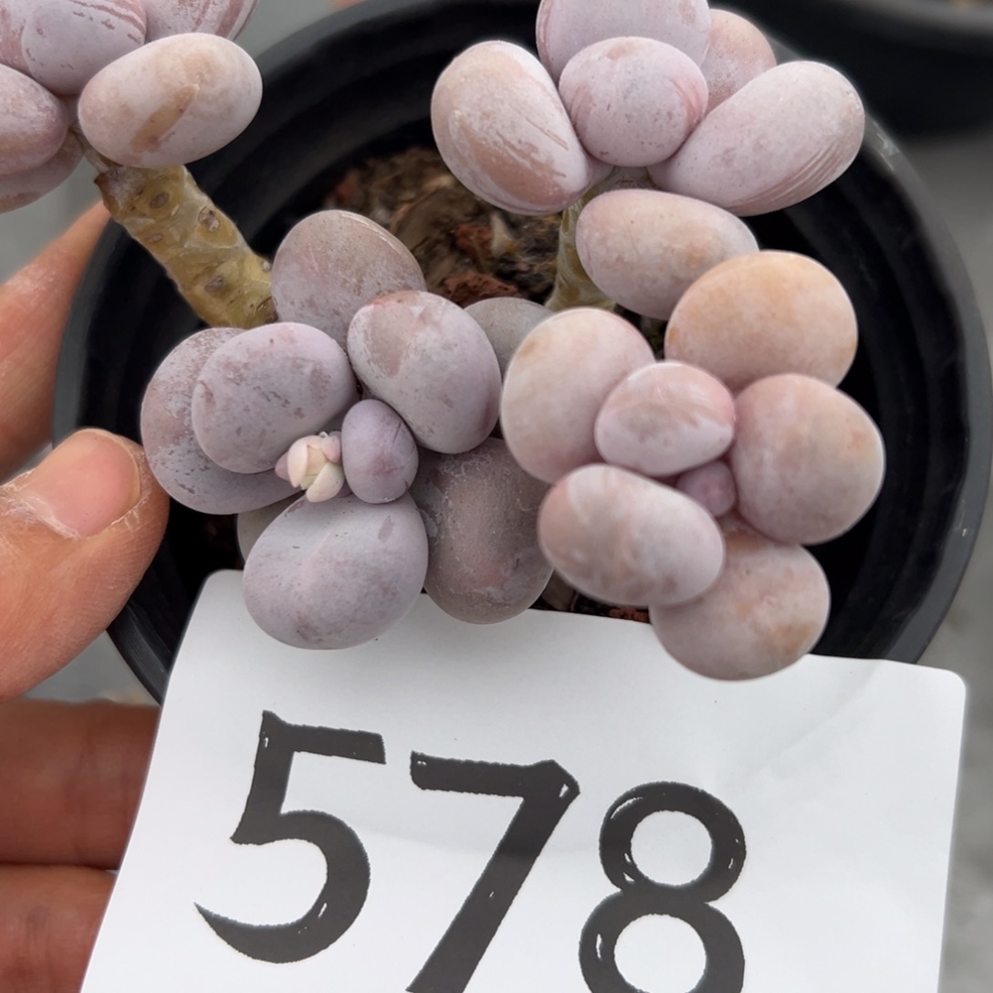 578,收到发哈哈哈哈斤斤计较