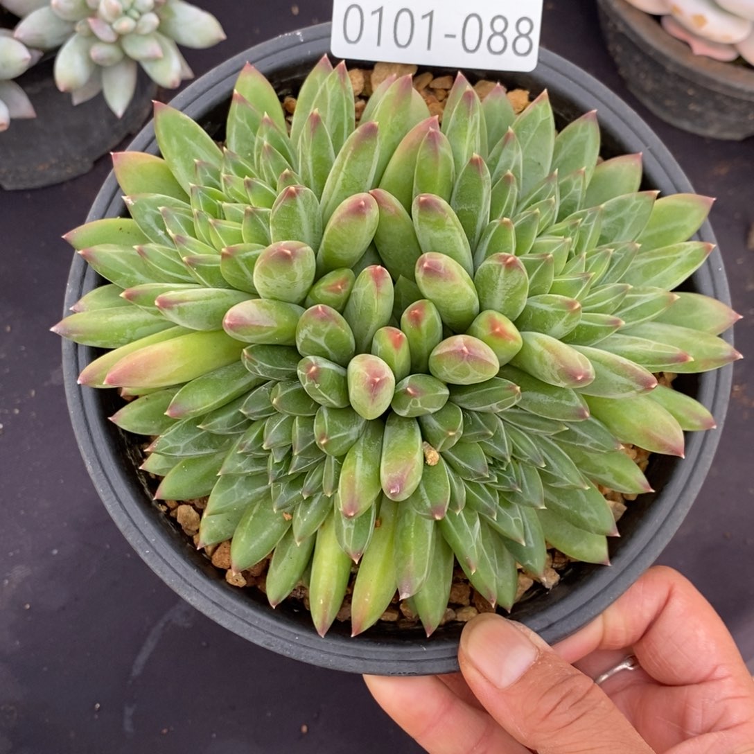 两单包邮0102-88青花瓷