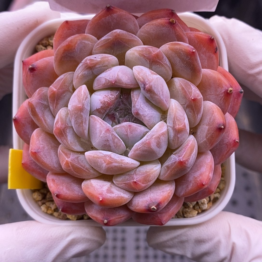 【闪购商品】15-160