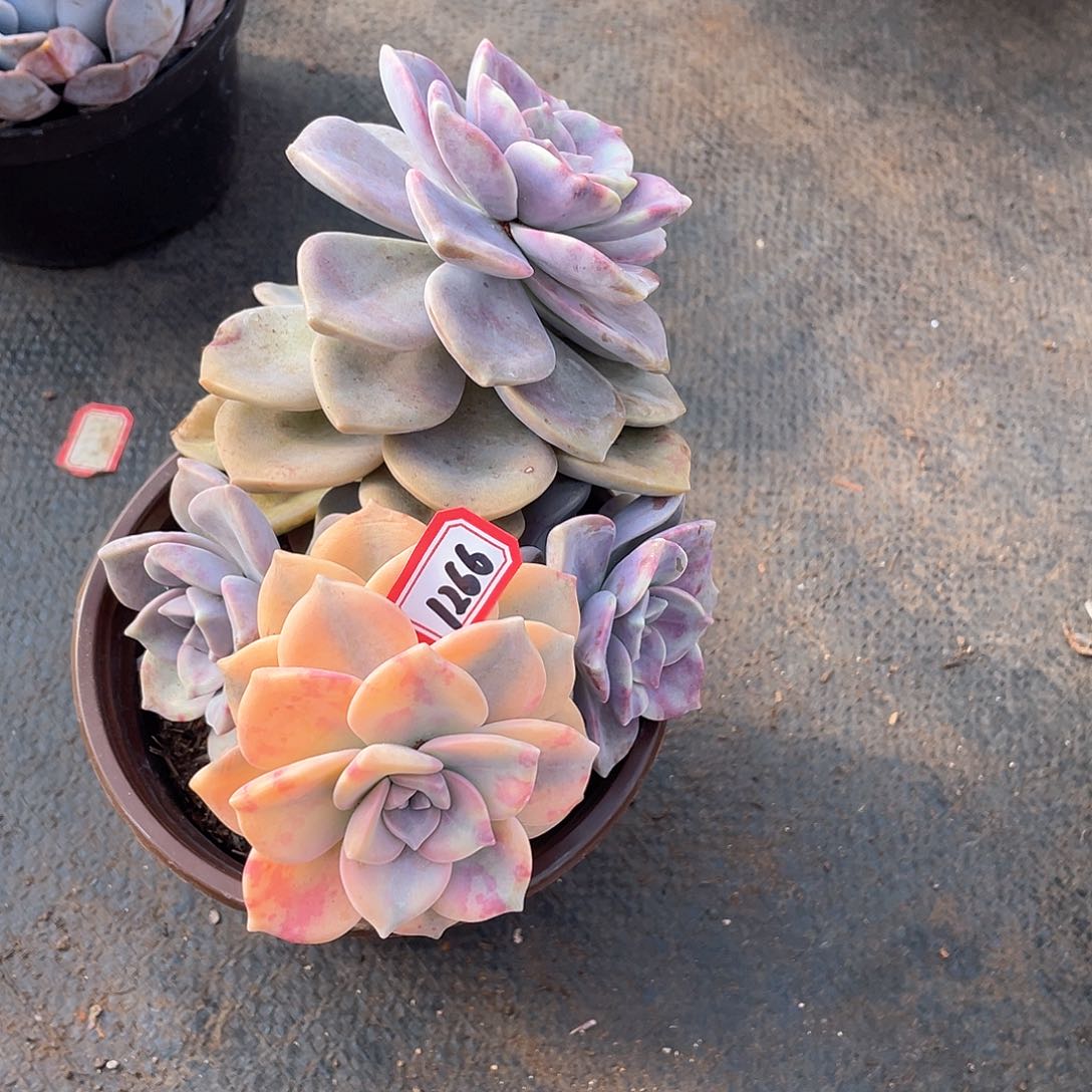 1266紫乐锦一物一拍多肉