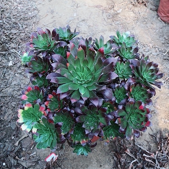 *****孔雀法师000000028