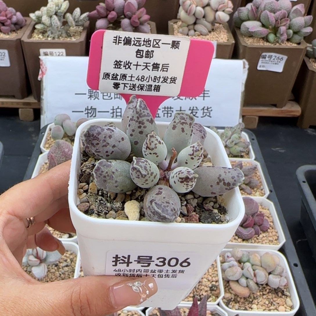 306白肌海报多肉植物