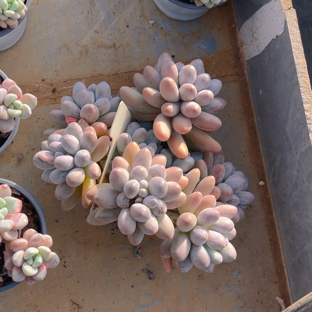 钱****贵香玉的故事是一个人