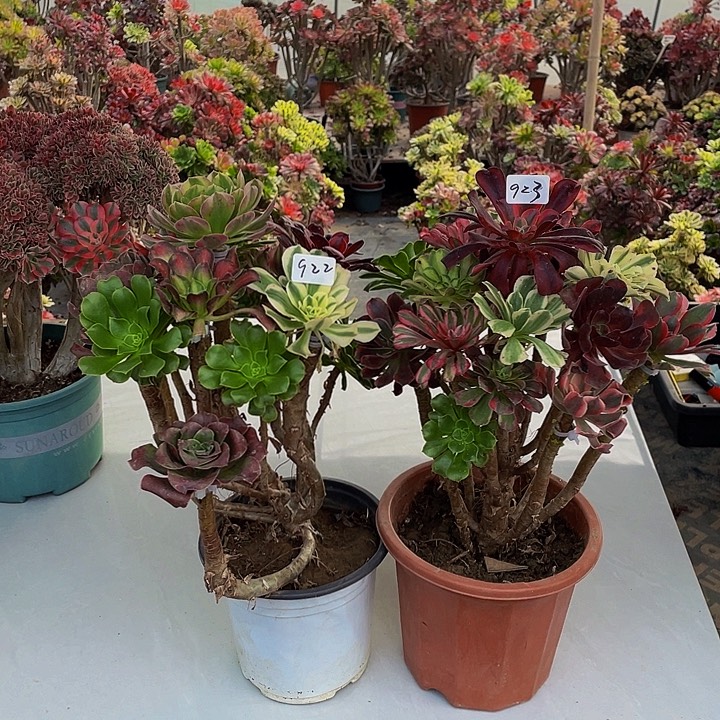 用***4架接00922和923号组合