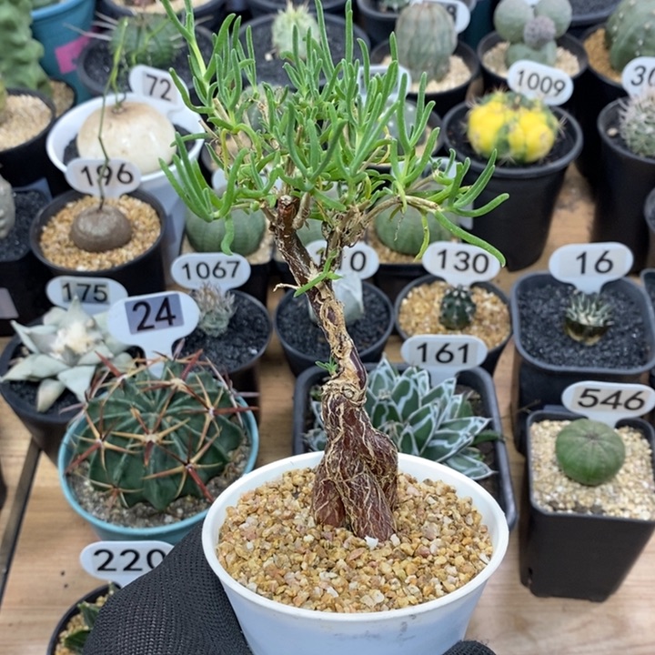 实生梅斯木枝干1062号3cm