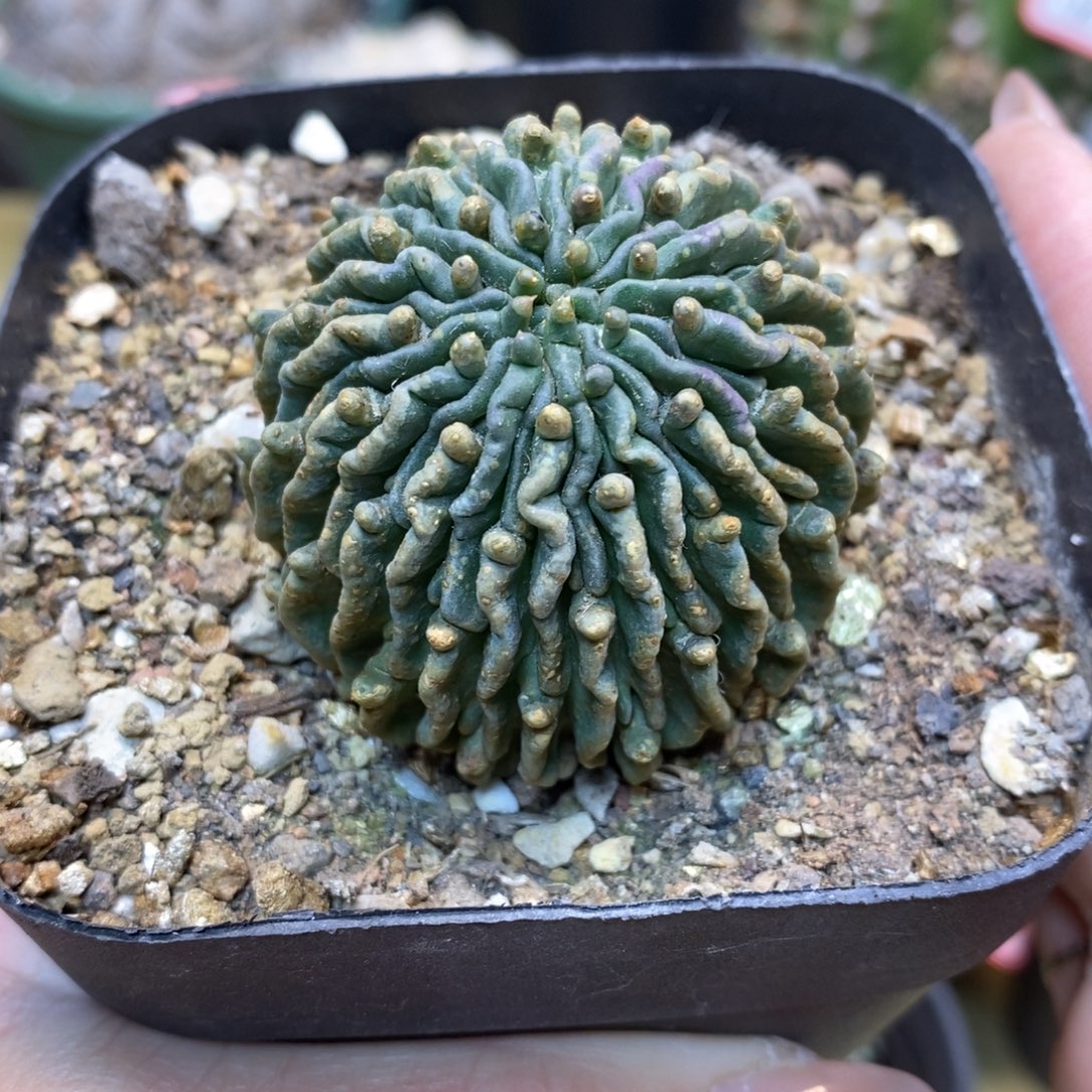      25号  自根蝌蚪球4.5公分带盆土