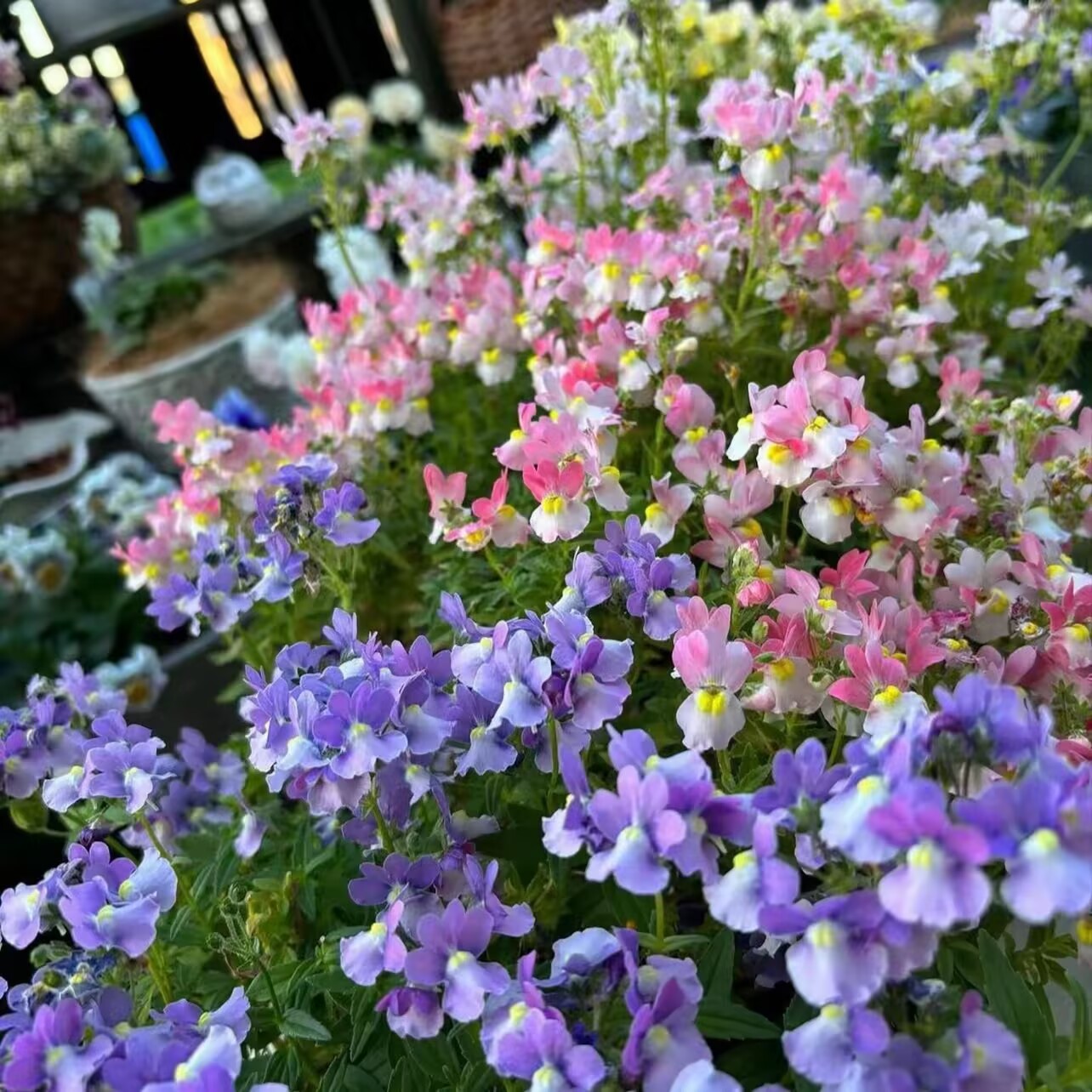 龙面花盆栽阳台室内好养开花植物冬季开花