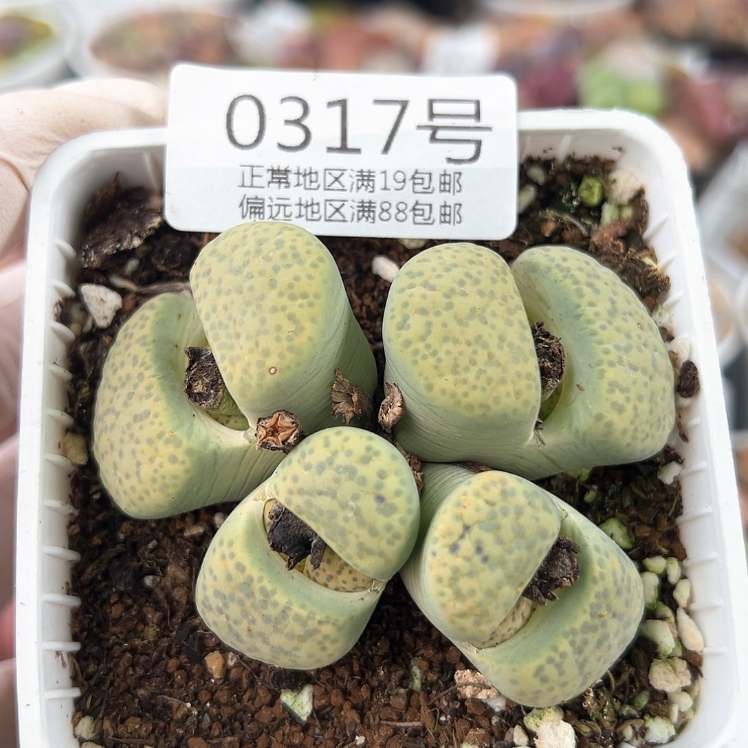 好养易活生石花大母本0317