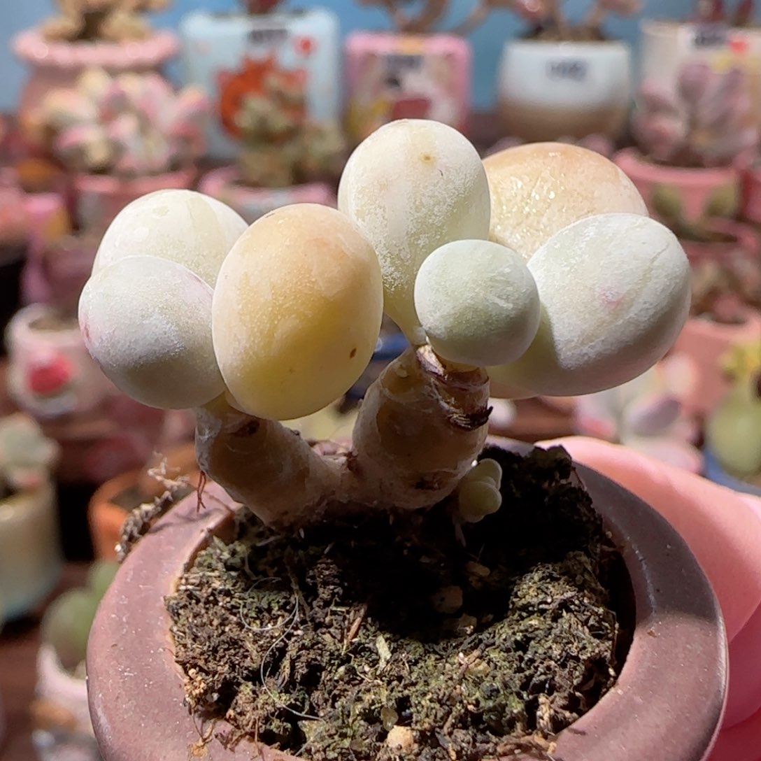 双头小蛋黄奶 盆口3.5cm