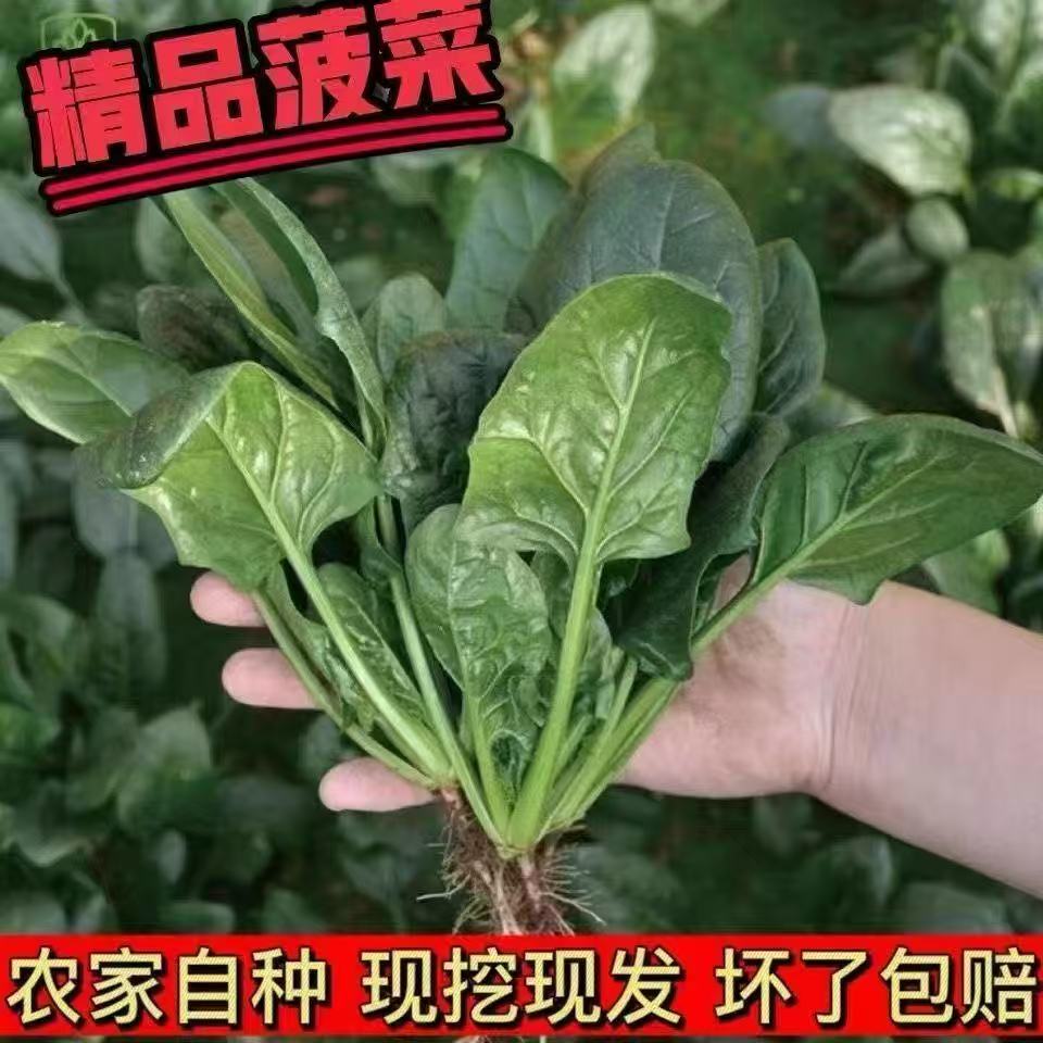 河南红根矮杆趴地菠菜 现挖现发 叶厚味甜农家自种 火锅必备食材