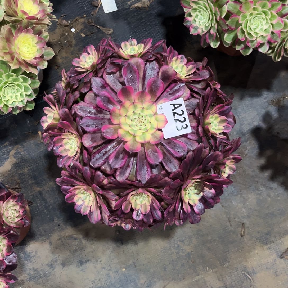 多肉植物美姬变异223多肉