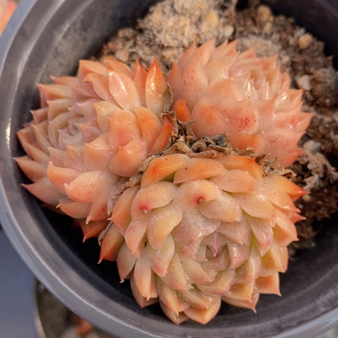 可问主播品种，下滑链接更多品种选择多肉