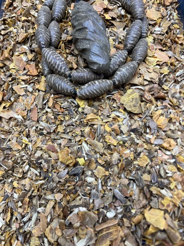 沉香H40二哥精选文玩木作