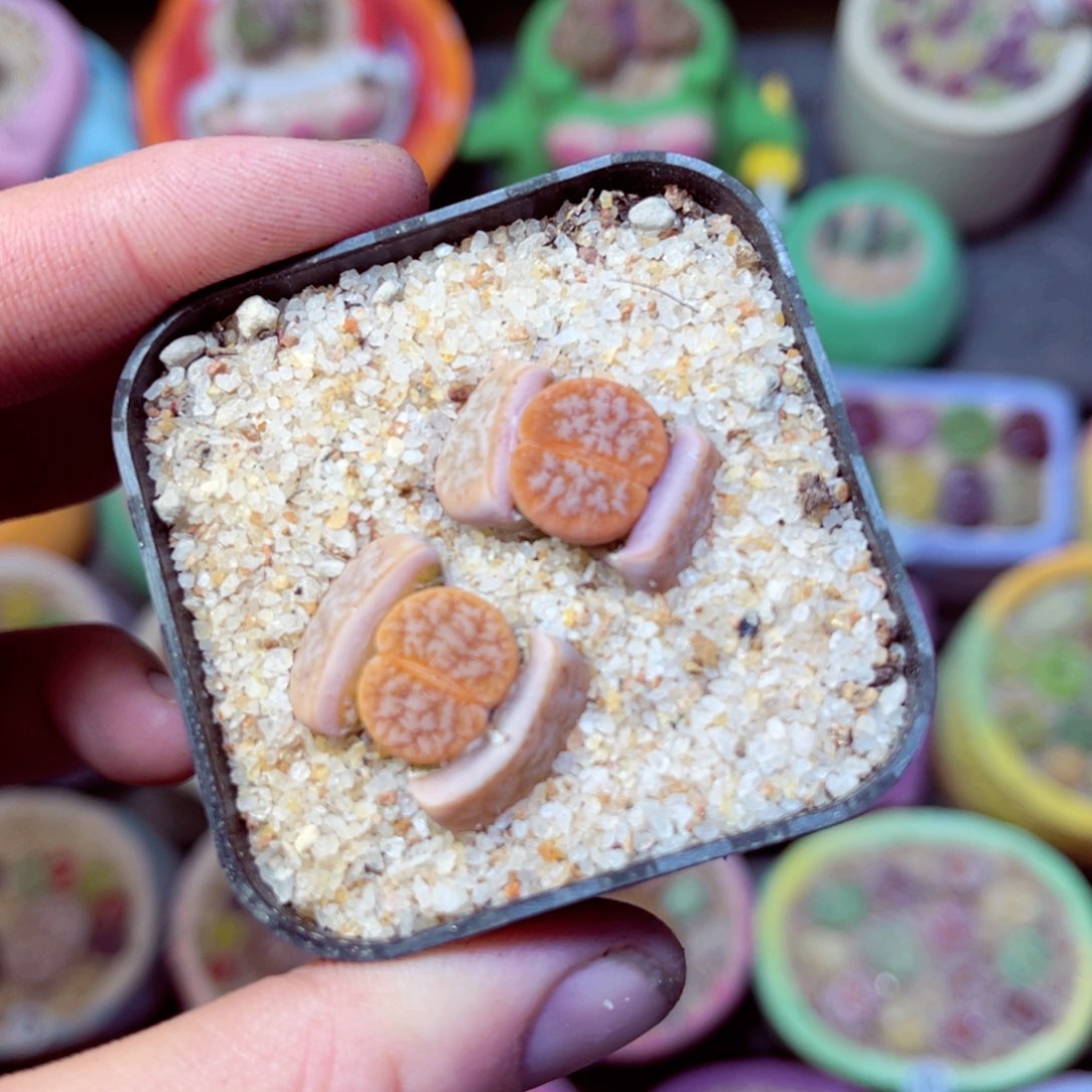 094生石花带盆发