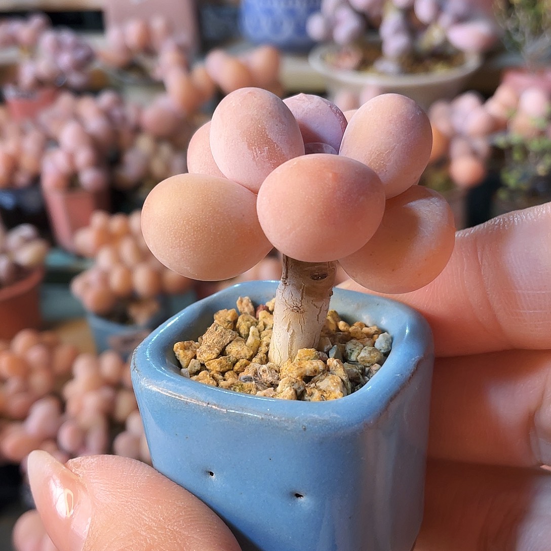 *****多肉植物的生长发育和生长