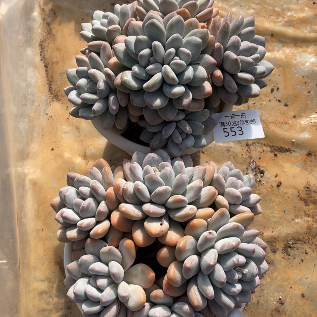 *****553-554合计如图2颗香水