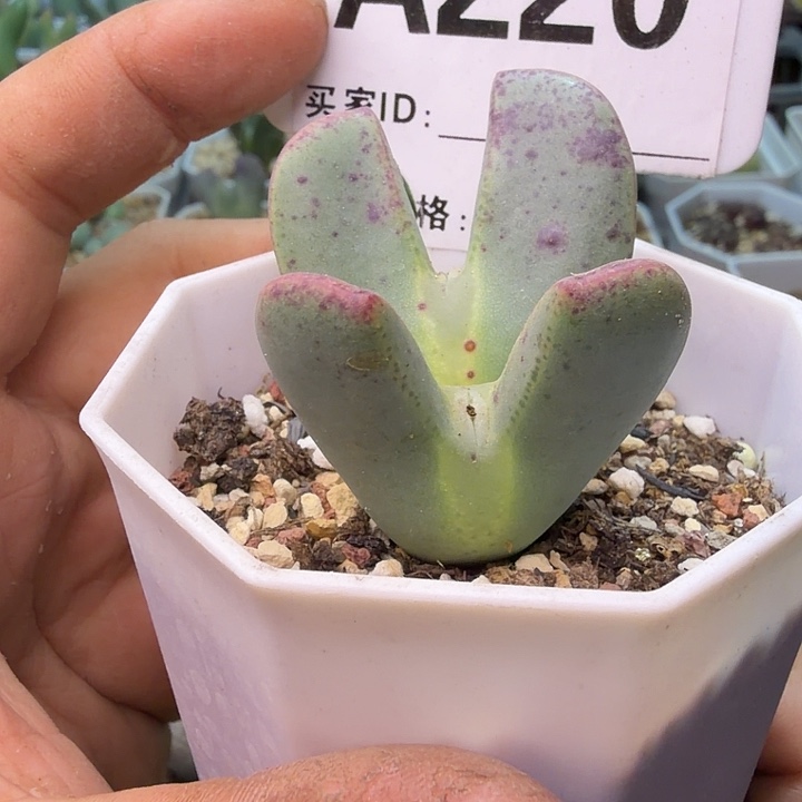 220。满38包送价值