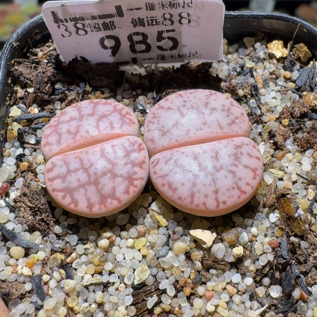 Ssss清货价来了985