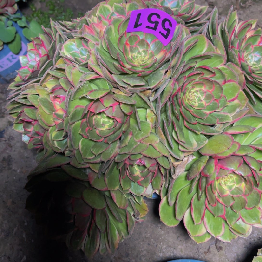 粉花妖26/////34包邮