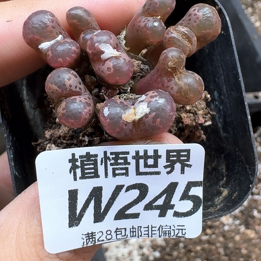 多肉植物的润泽rgg