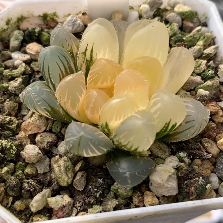 186号实生玉露锦带盆发货