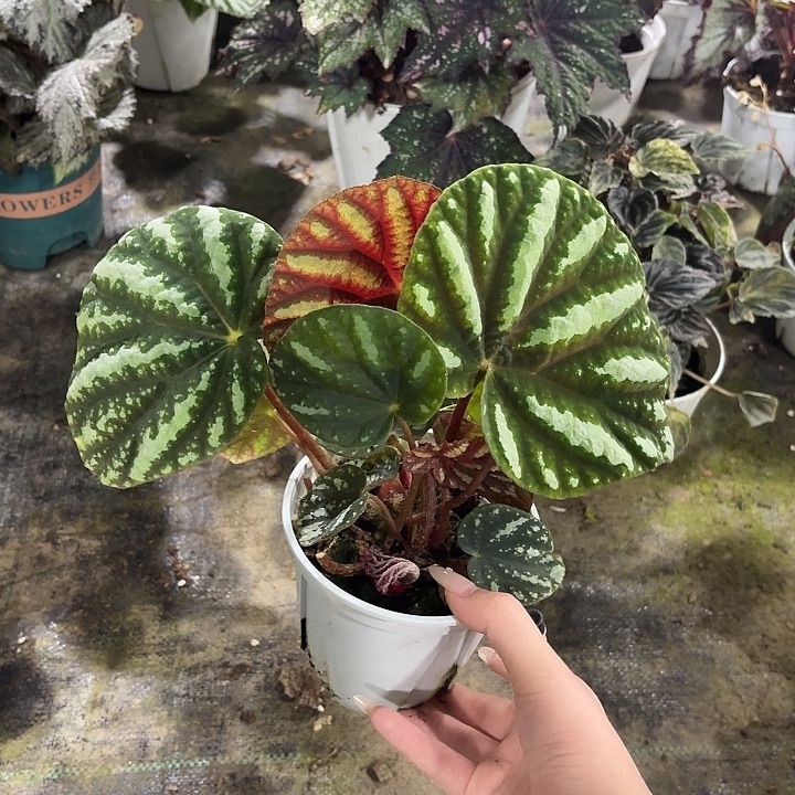 完全开放北越秋海棠