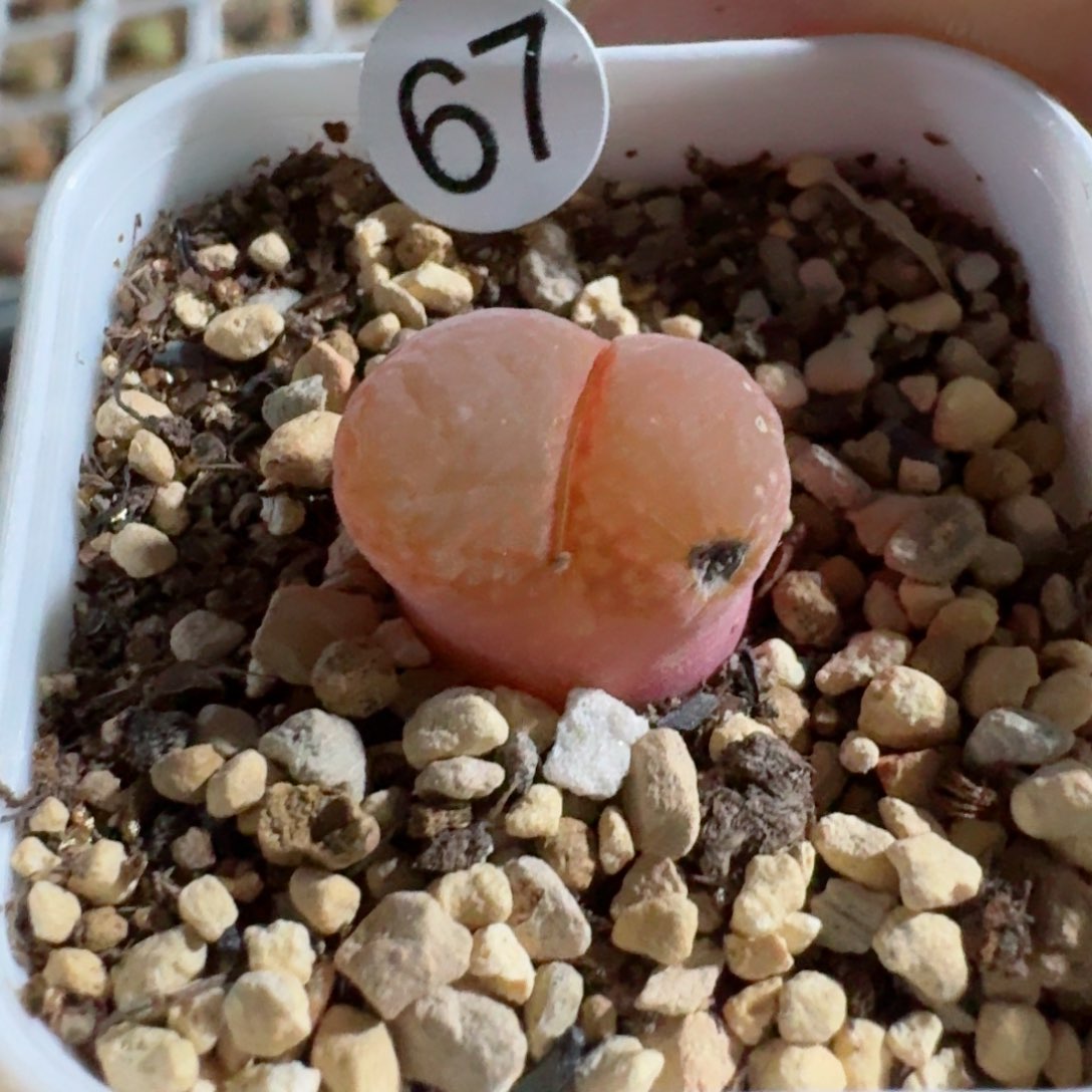 67......多肉......