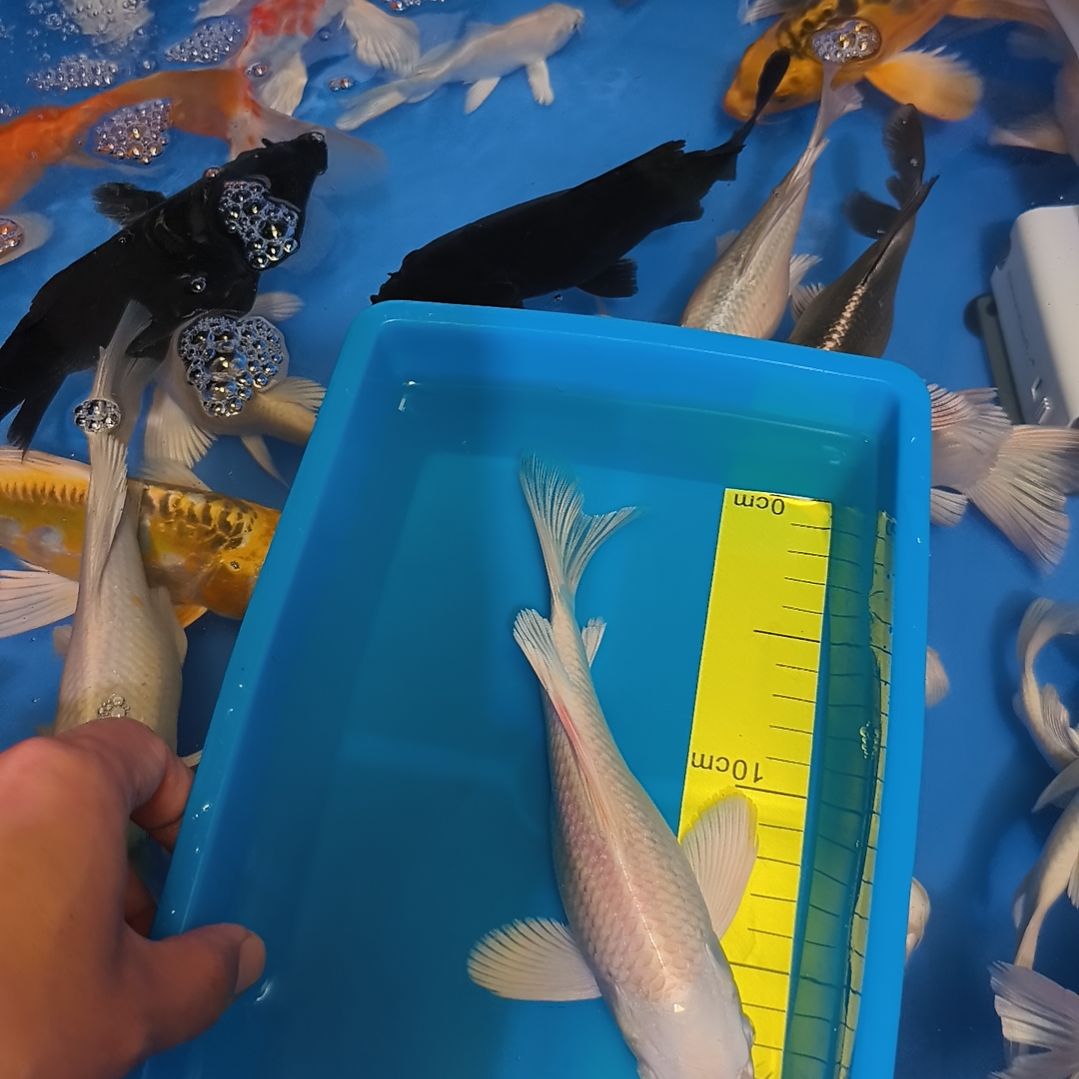 蝴蝶鲤鱼蝴蝶鲤白色