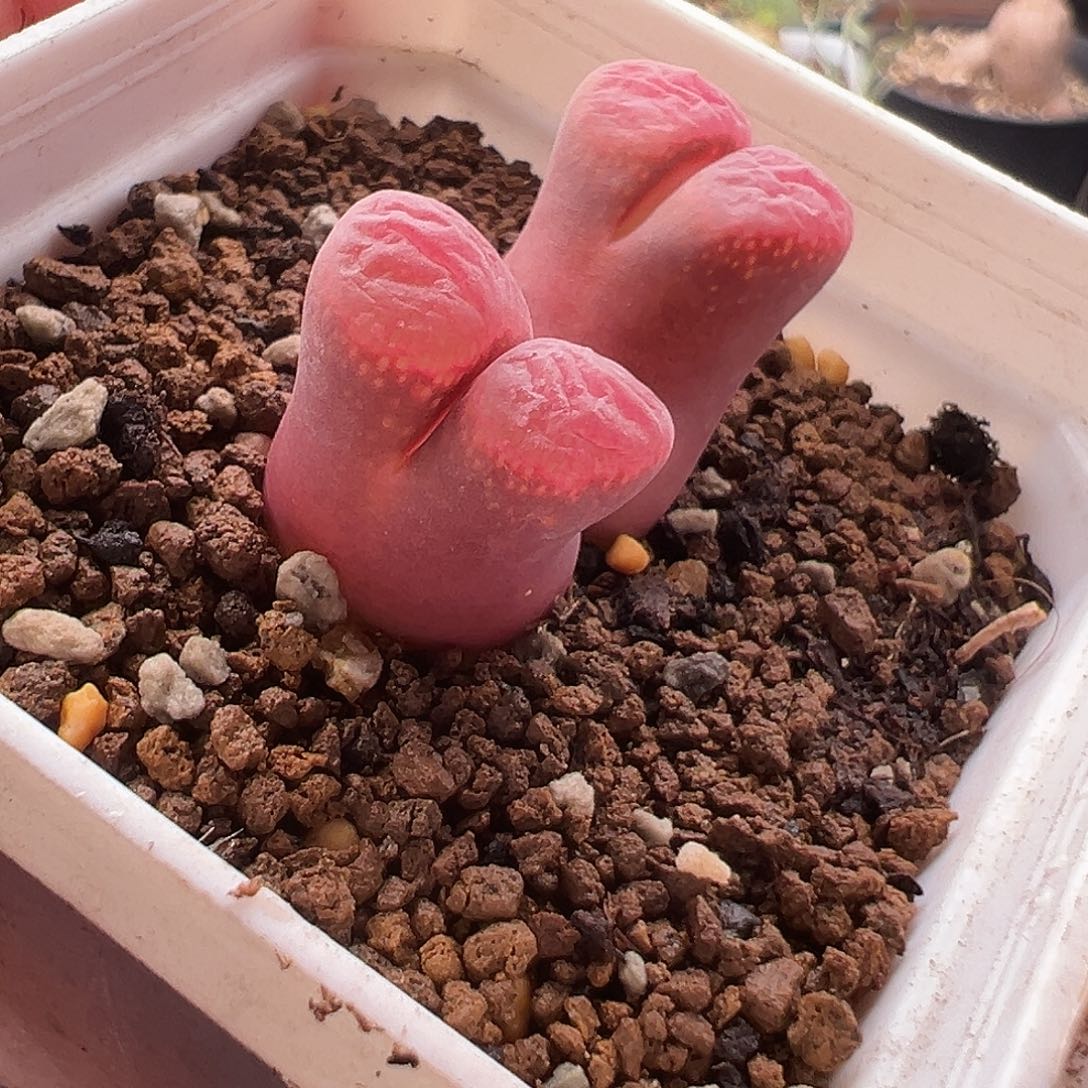 205号红风玲11.29多肉